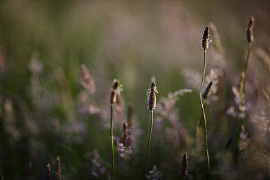 因不符合驰名商标认定 B站诉争哔哩哔哩商标被驳回